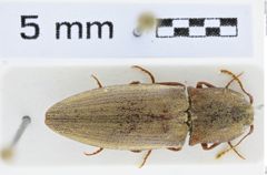 Foto (Dorsalansicht) von Agrypnus ellipticus (NHMW-ZOO-COL-0008149)